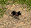00033138.gif