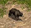 00032977.gif