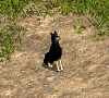 00033136.gif