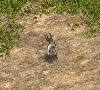 00033150.gif