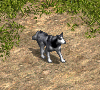 00033134.gif